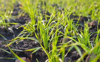 Precision breeding regulations 'a major step forward'