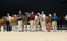 Riverdane Holsteins win at All Breeds All Britain calf show