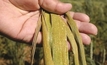 WA growers urged to watch out for new types of crop rust