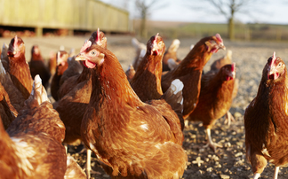 Northern Irish farmers urged to tighten biosecurity after bird flu case