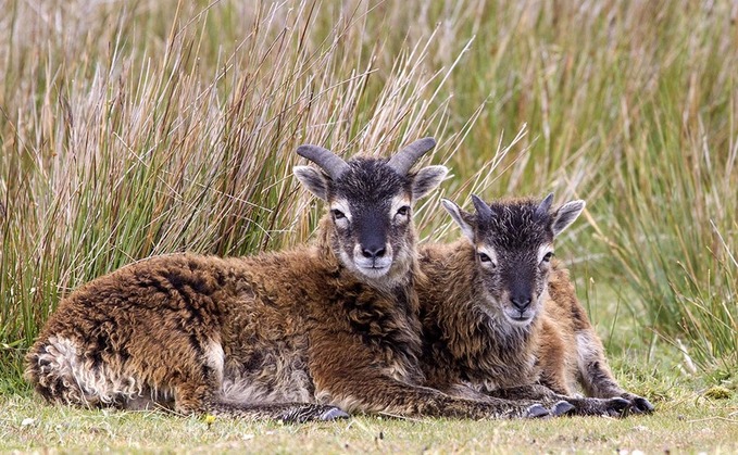 Registering rare breeds key to helping secure cull exemption