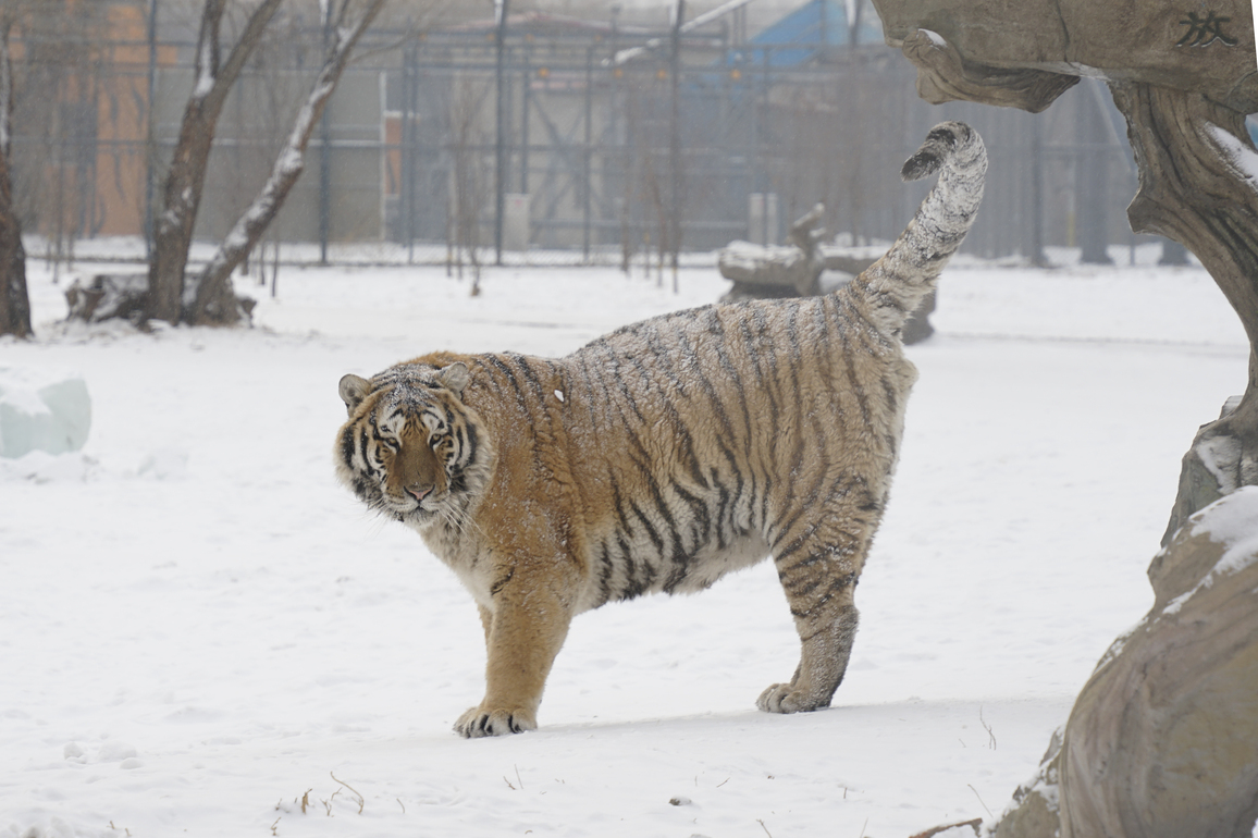 CHINA-HEILONGJIANG-HARBIN-SNOW-TIGERS (CN)