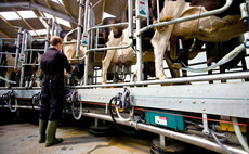 Investigate the reasons behind milk yield drop