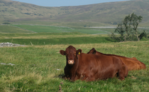 Cattle grazing boosts nature recovery in Yorkshire Dales 