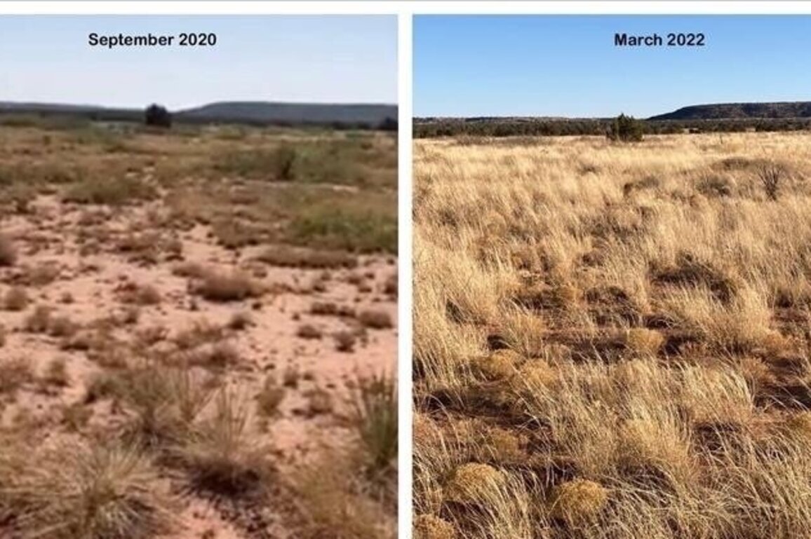 Technology, ancient grazing systems transform NM's cattle ranches  