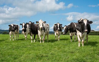Rising costs, volatile milk prices and tax bills threaten UK dairy profitability