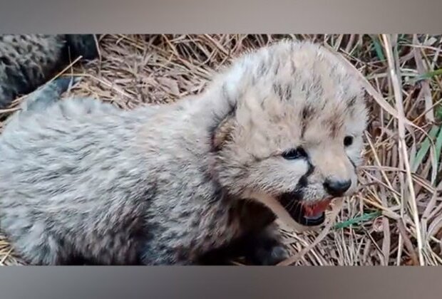 Purrs in the wild: Namibian Cheetah gives birth to 3 cubs at MP's Kuno National Park