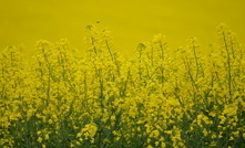 WA growers are prioritising canola plantings following good starting rain and with the hope of higher prices.