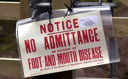 2001 UK foot-and-mouth outbreak - 25 years on: "The countryside should never be shut down again"