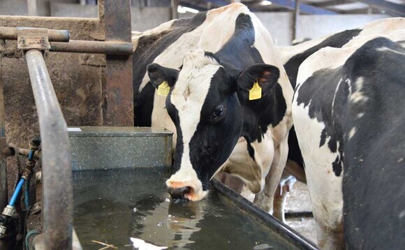 Heat stress in pregnant dairy cows could impact autumn-born calves