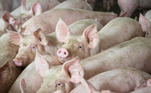 Europe gives some hope for better pig prices