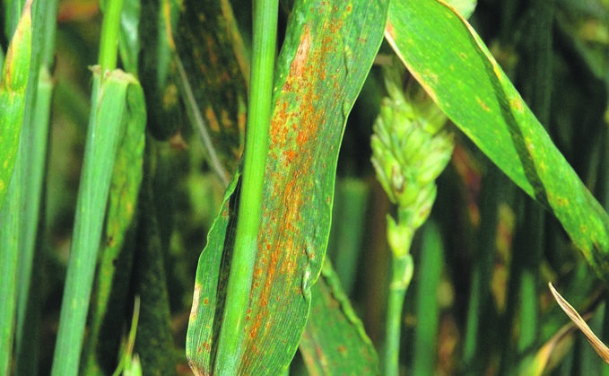 Rust outbreaks have been reported in tolerant varieties