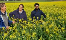 Corrigin Farm Improvement Group’s Executive Officer Joy Valle (centre) stands in a canola crop at the Kweda field site in 2024 with Soil CRC and Murdoch University Emeritus Professor, Dr Richard Bell (left), and Soil CRC researcher Dr Hassan Sardar.