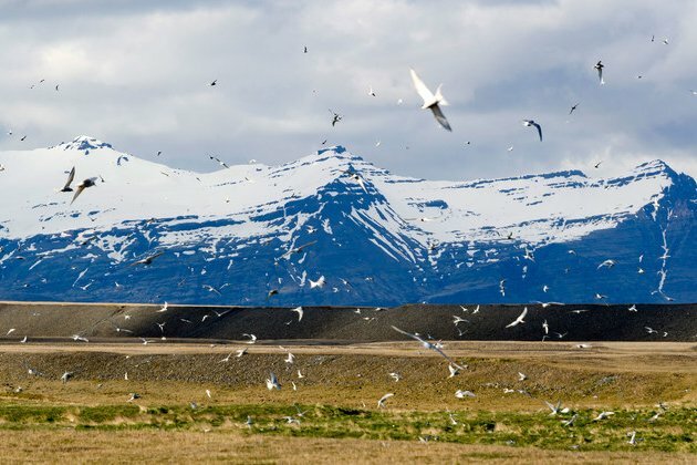 Climate change threatens winged harbinger of spring