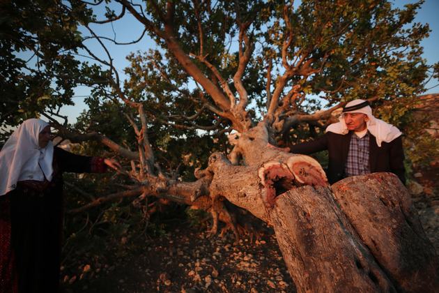 MIDEAST-HEBRON-TREE-CUT DOWN