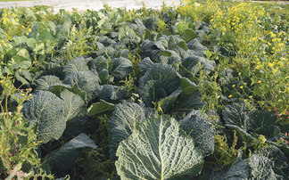 Weather blamed as figures reveal significant slump in fruit and veg production