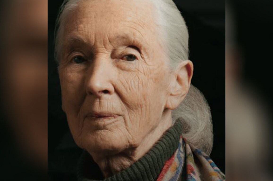 Chronicler of Chimpanzees, Jane Goodall dies at 91