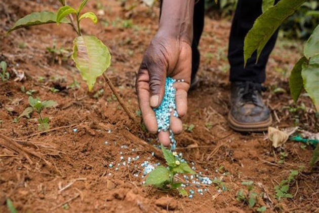 Andhra MP Pill Subhas Chandra Bose seeks Centre's urgent intervention to resolve urea crisis in the state