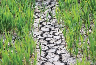 Farm businesses hit as England's drought declared 'nationally significant incident'