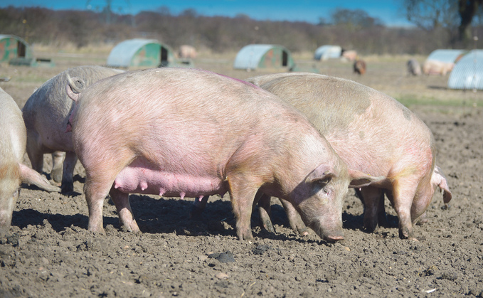 Pork producers will have greater access to Californian markets under the new Red Tractor scheme
