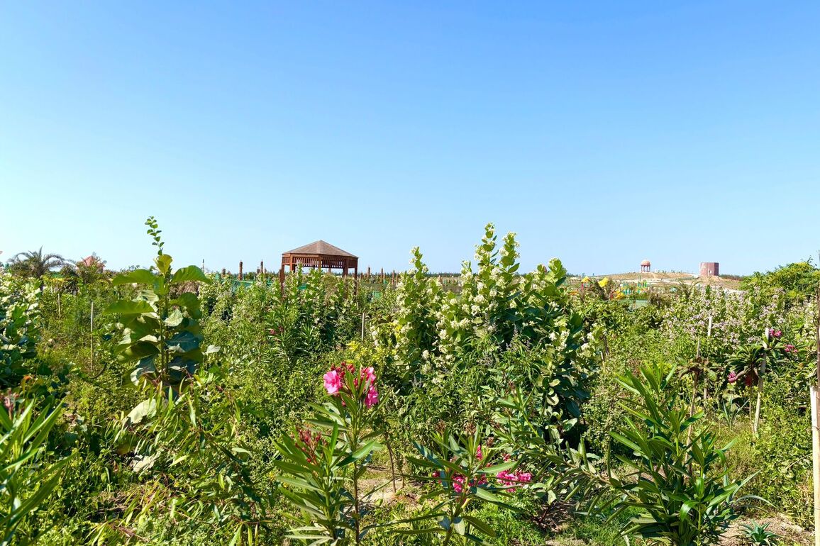 Green Gujarat, Viksit Gujarat: State records plantation across 1.04 lakh hectares of forest area in last 3 years