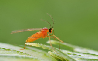 Monitor for pest thresholds in wheat and barley