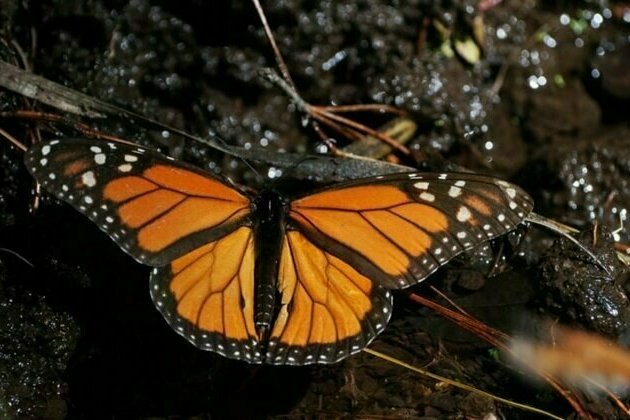 Monarch butterflies wintering in Mexico rebound this year