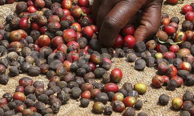 Uganda coffee exports up 7 percent Uganda coffee exports up 7 percent