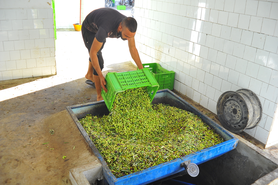 TUNISIA-TEBOURBA-OLIVE OIL WORKSHOP