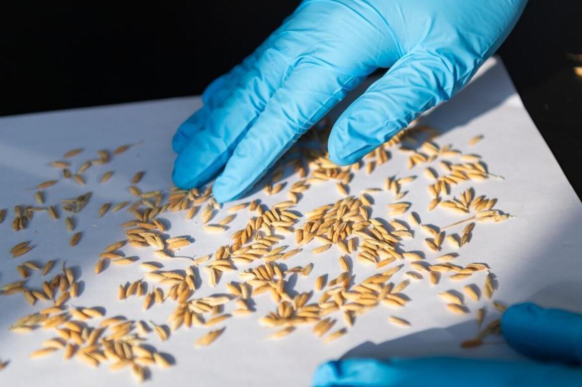 China's breeding breakthroughs fortify food security