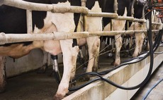 Scottish dairy herd numbers continue to fall