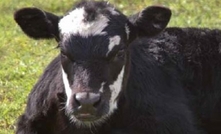 Pneumonia a hidden danger for beef producers