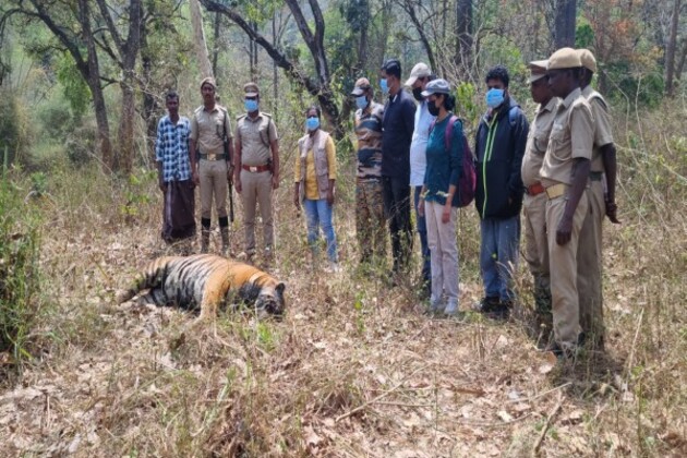 Tamil Nadu: Male tiger found dead in Nilakottai Forest Reserve