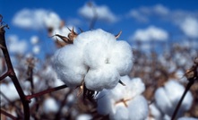 Grain producers can learn from cotton farming