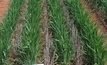 Management of multiple resistant ryegrass in no-till cropping systems