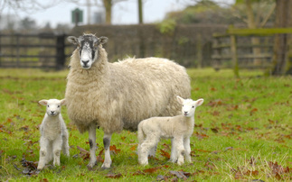 The Farmers Guardian podcast: reducing risks and taking a practical look at navel health in lambs