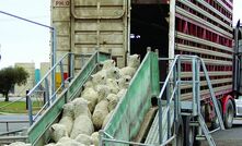 Record lamb exports last year