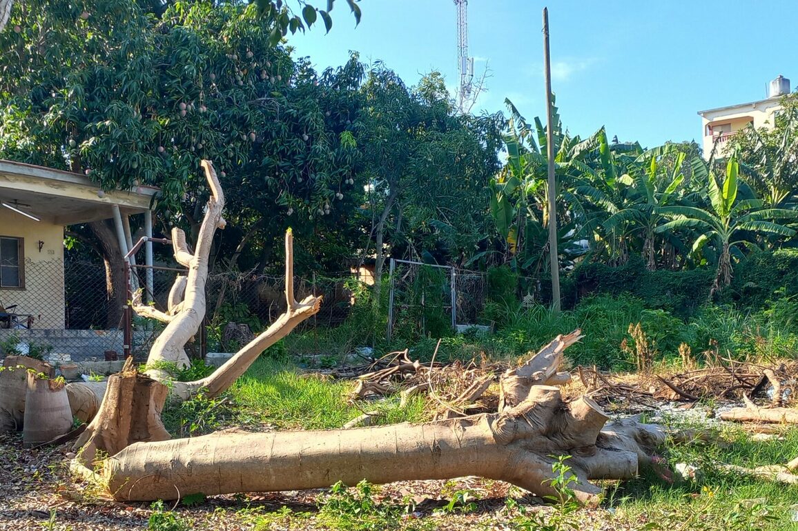 Why So Much Hatred for Trees in Cuba&quest; - Havana Times