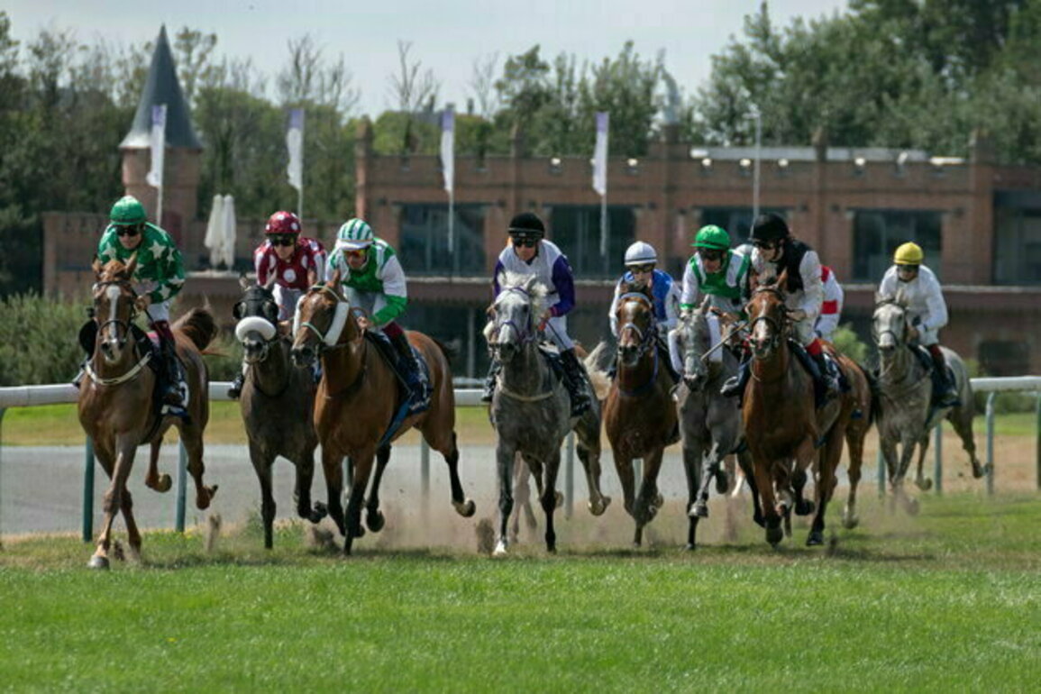 Champions meet at Belgian Summit of UAE President's Cup for Purebred Arabian Horses