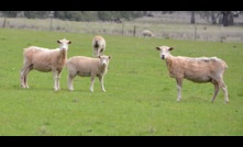  Lamb prices are well supported by strong restocker demand. Picture Mark Saunders.