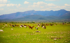 Study: Half of global livestock grazing land could be lost to climate change by 2100