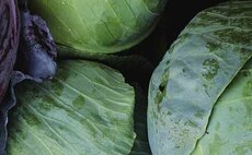 Growers vote against continuation of AHDB Horticulture statutory levy