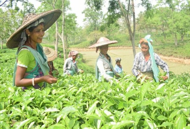 Tea trade in Tripura to get facelift with launch of Tea Auction Centre