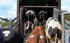 Farmers and transporters urged to look out for ingrown horns following increased risk