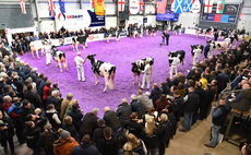 Holstein crowned supreme champion at Borderway UK Dairy Expo 