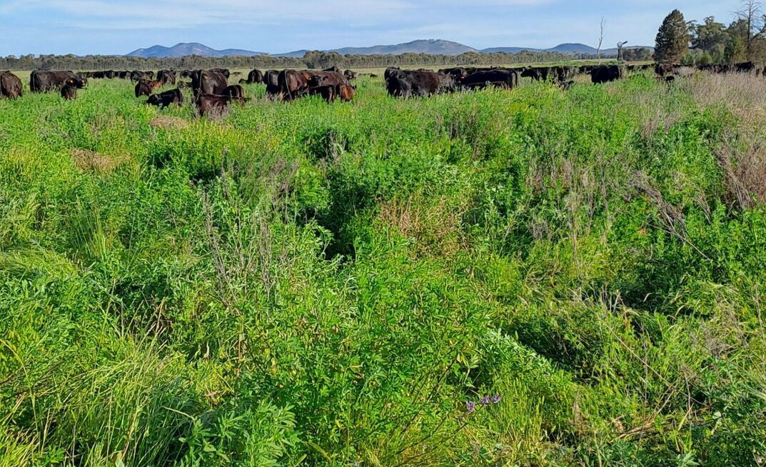 Paul Sinderberry has increased pasture longevity, reduced bloat risks and improved crop production by incorporating biserrula into his farming operation.