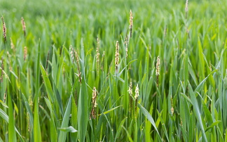 How to tame weeds in low disturbance systems