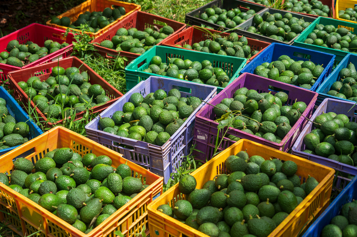 KENYA-AVOCADO-HARVEST SEASON