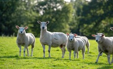 Sheep special: Importance of trace elements for healthy lambs