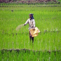 Government assures adequate fertilizer availability for Kharif season 2026